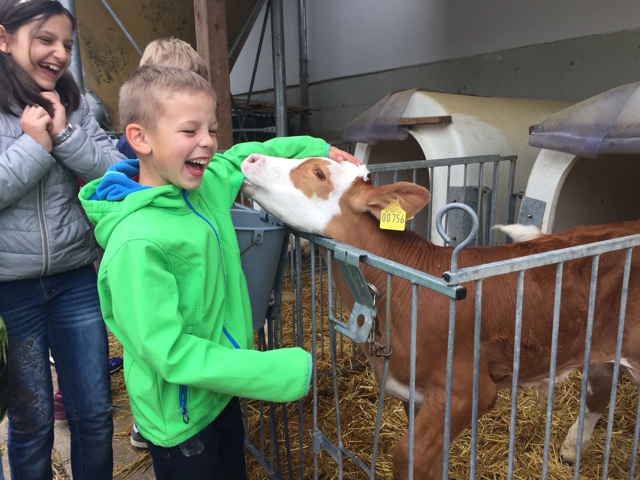 Das kleine Kalb war der Hingucker